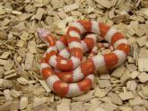 e-snakes08
