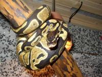 Python regius03