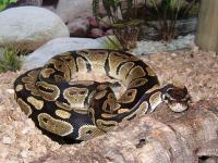 Python regius 01