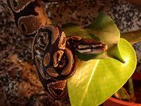 Python regius 02