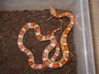 Elaphe guttata guttata 01